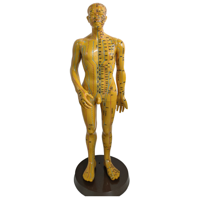 人体模